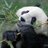 Pandafactz's profile image