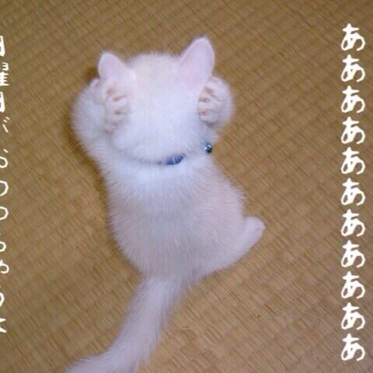 翔洋/もーじき2年だーょー/だれでもおーいで(￣▽￣)