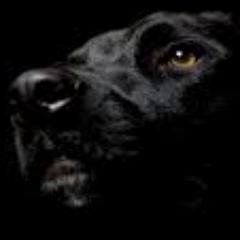 Pham4life's profile picture. brothaman trying to live the American Dream, loving life even all the shame of it(butt hole surfers). Mostly a free spirit, deep thinker, mostly easy going.