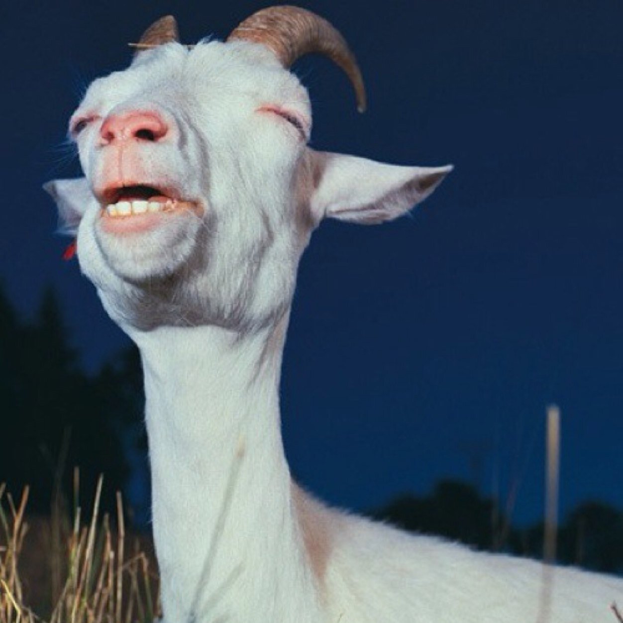 i tweet in lowercase