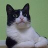 YusufBolu's profile picture. Biologist. Linux and free software user.