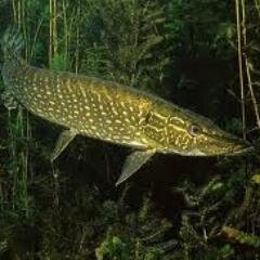 iandouglas1981's profile picture. 