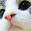 ねこ@ (@01neko00) Twitter