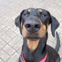 Michael Jentsch - @o0DOBERMANN0o - Twitter