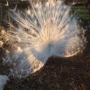 Jane Cliff - @pedspoultry - Twitter