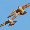 Penny Hunter - @catgurl223 - Twitter