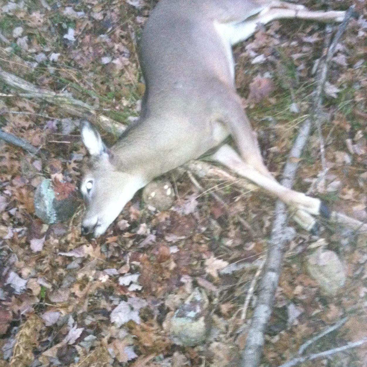 aaronthiel13's profile picture. 