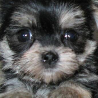 NLyoness's profile picture. 