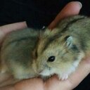 Iris Zhang - @Hamster30Mr - Twitter