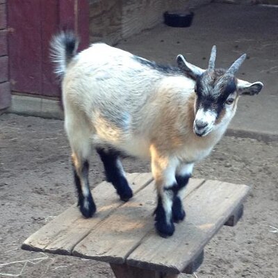 goat game goat game