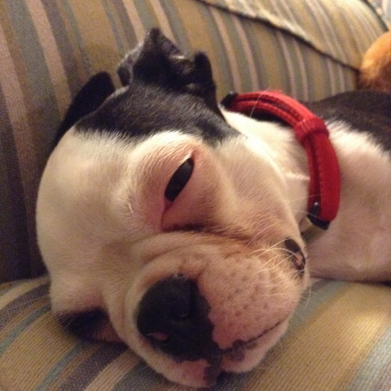 TuxLuvsDucks's profile picture. 