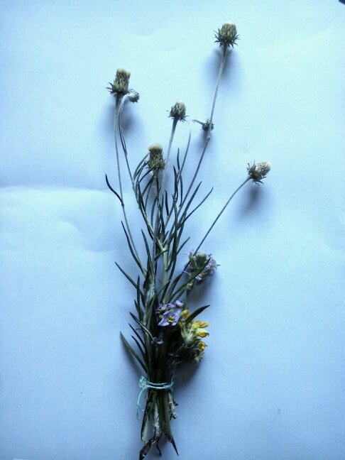 sativina's profile picture. Nativa de l'illa de Mallorca, amant de la roqueta, aprenent de la vida e individuelista.