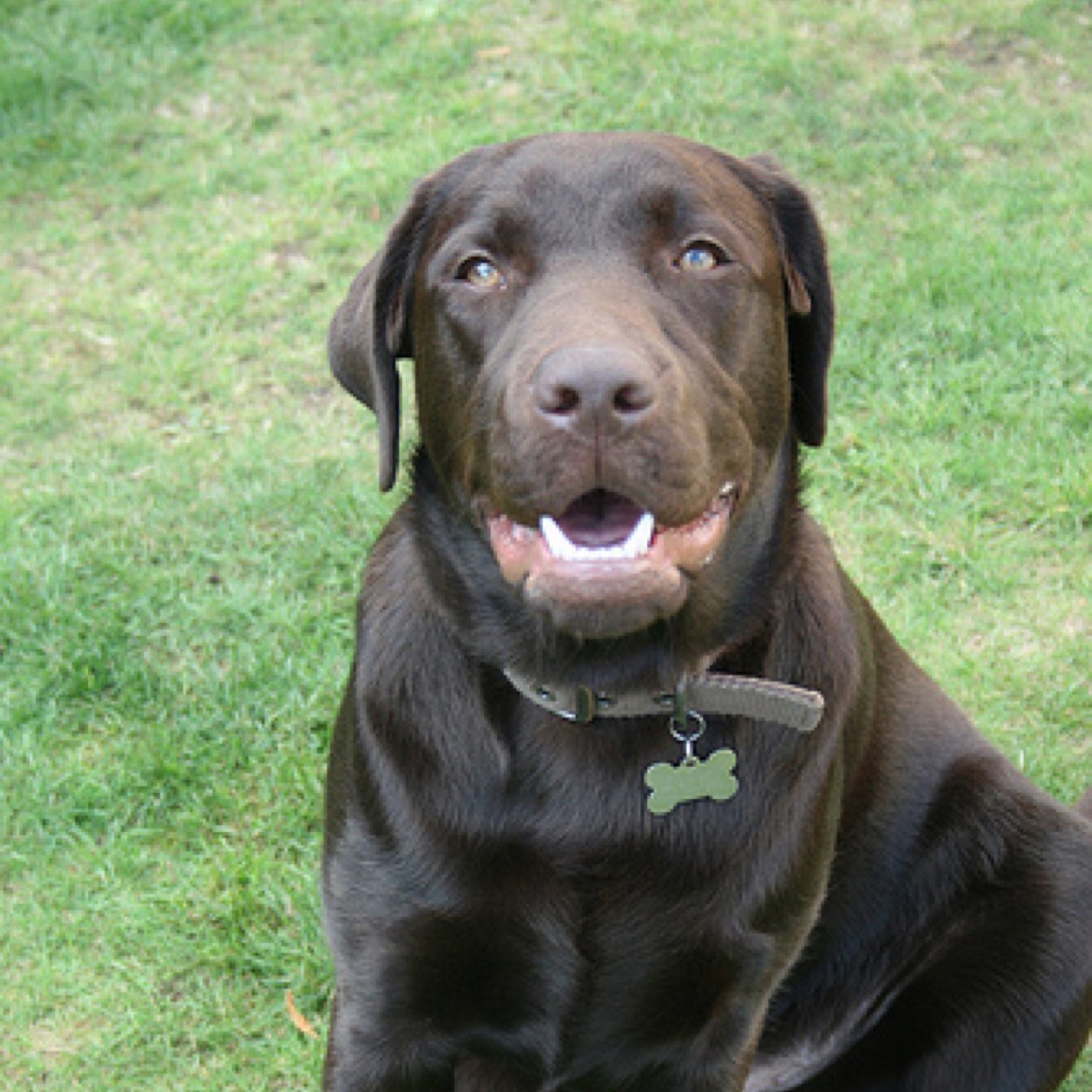 ChewieLan's profile picture. Woof!