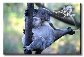 Up in the trees, Tryin to get lifted