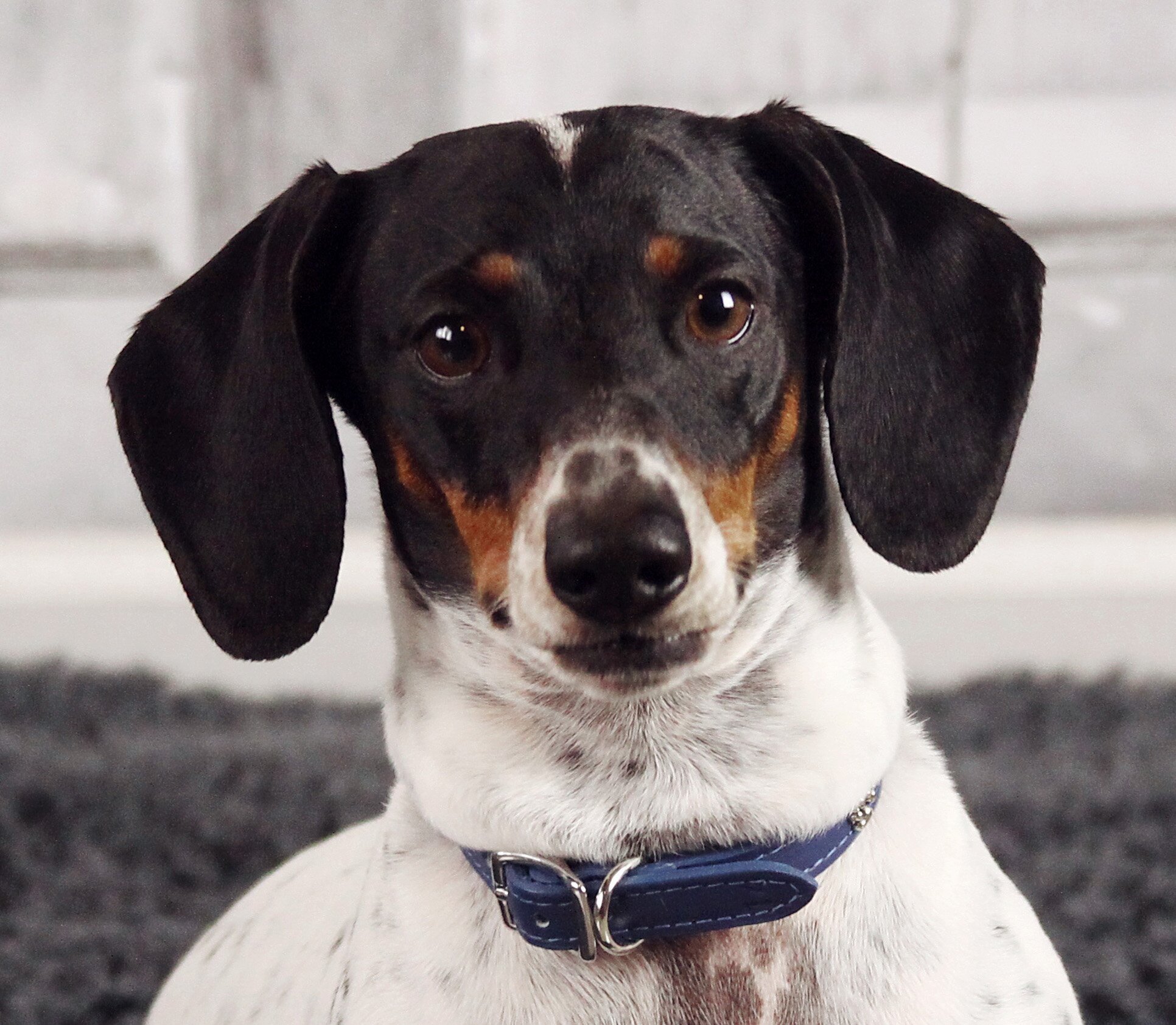 Dogs of Daytona is a celebration of Daytona's dogs and the people who love them.