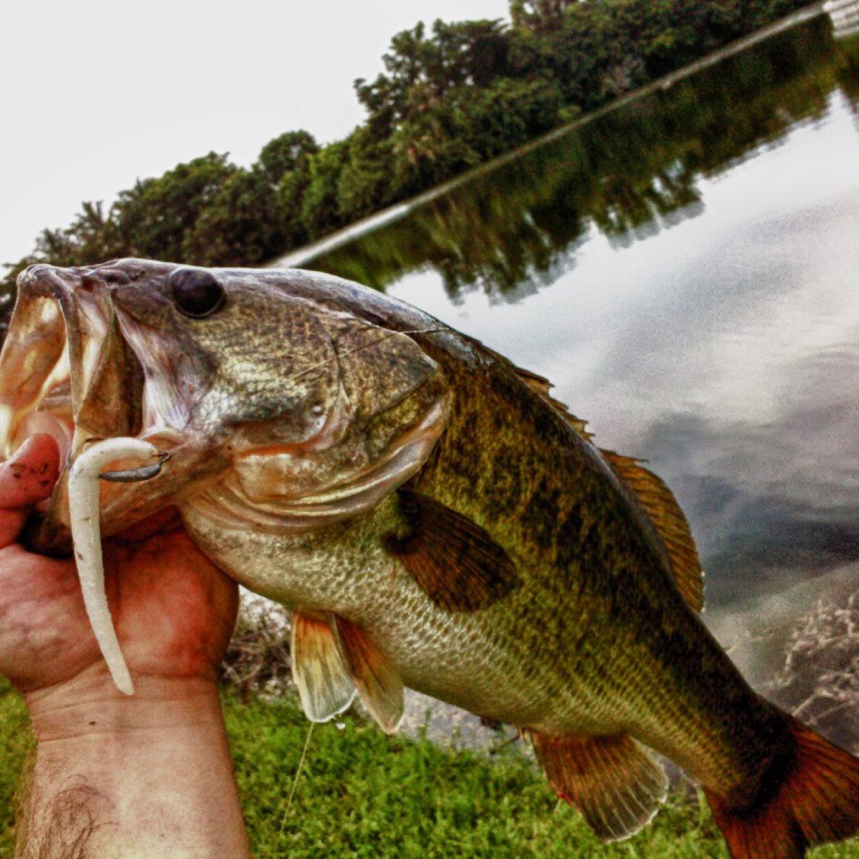 Follow us on instagram for daily uploads!  
Instagram: texas_largemouth