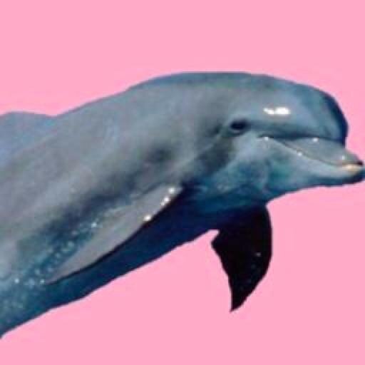 I'm A Dolphin - FML