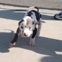 Duncan Hall - @clippersboy332 - Twitter