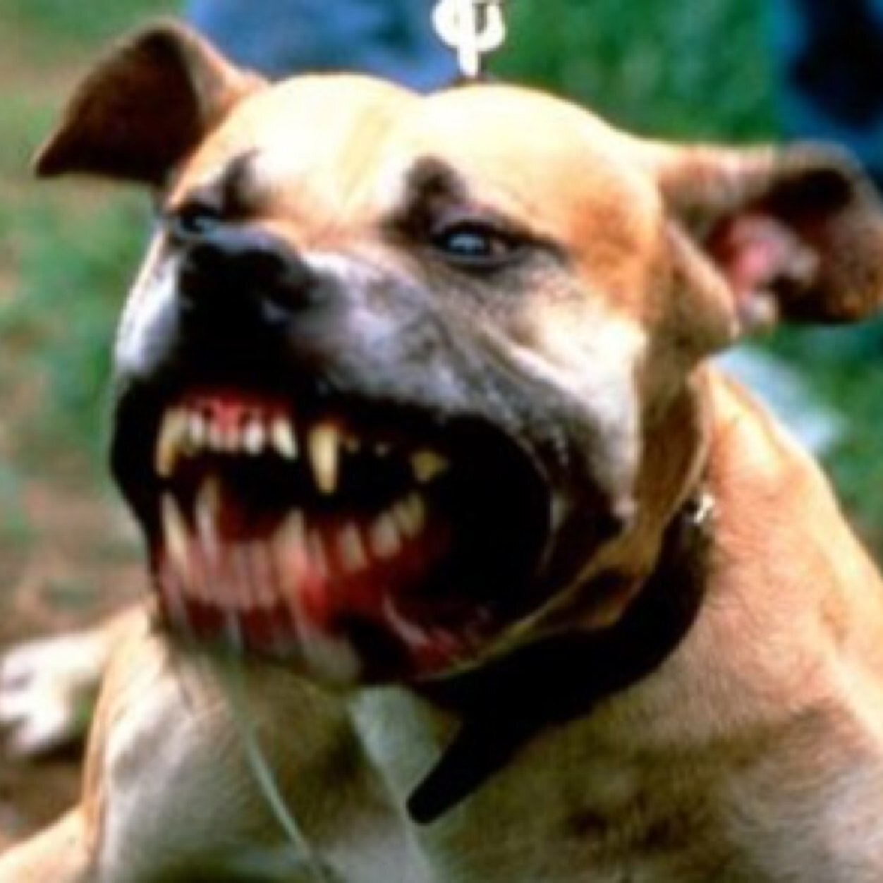 Muzzle01's profile picture. Campaigning to raise awareness for victims of dangerous dog attacks.