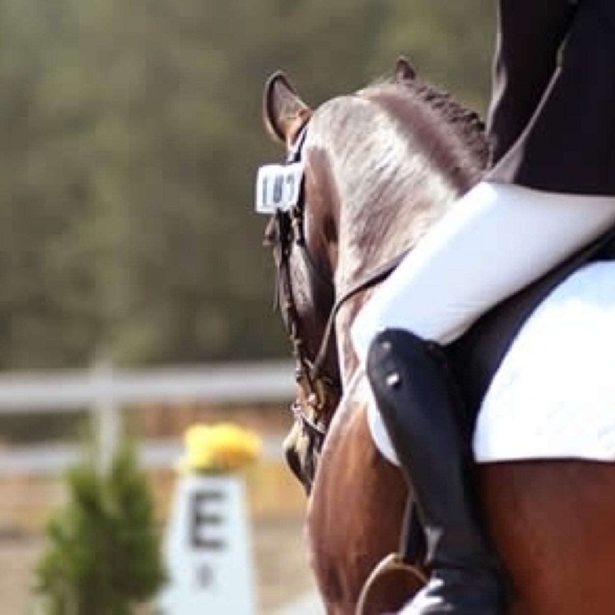 New aspiring blog, featuring equestrian brands, riders, and my own horsey adventures. allthingsequestrianblog@gmail.com