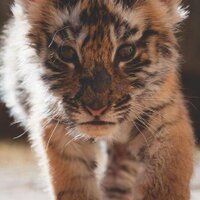 Baby Animals (@awwbabyanimais) 's Twitter Profile Photo Baby Animals (@awwbabyanimais) 's Twitter Profile Photo