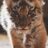 AwwBabyAnimaIs's profile image