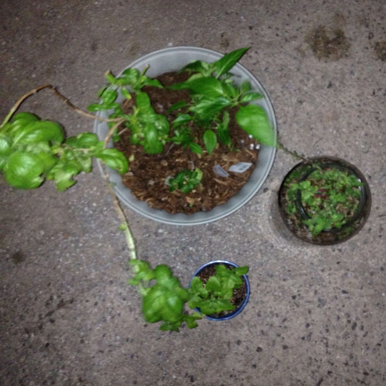 YouDontOBUKnow's profile picture. Matts plants have gone on a little adventure.