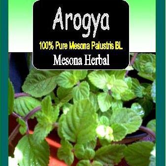 Teh Cincau Arogya, 100% Mesona Pallutris extract powder utk diabetes, cholesterol, triglicerida,asam urat,pasca stroke, diet slimming,cancer, high antioxidant