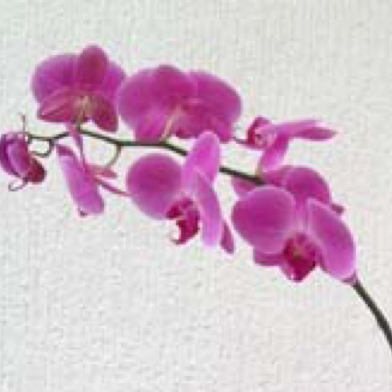 Arreglos para toda ocasión en flores naturales, artificiales y globos. Estamos en Santiago, RD. Tel: 8092476369. Email:jardinf.orquideas@gmail.com