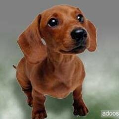 Artista. Y protector de animales