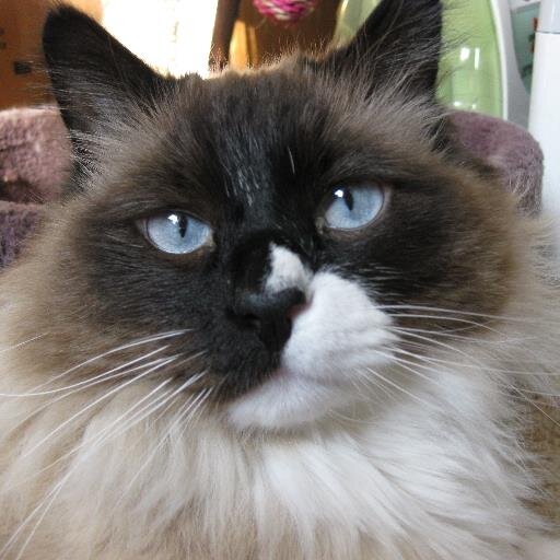 catsfor2's profile picture. I like people and life.