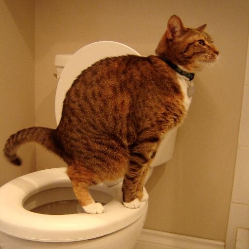Just your average cat who poops in my human's toilet.