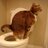 CatOnToilet's profile image
