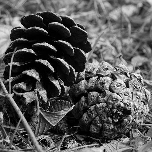 conifer_cone Profile Picture