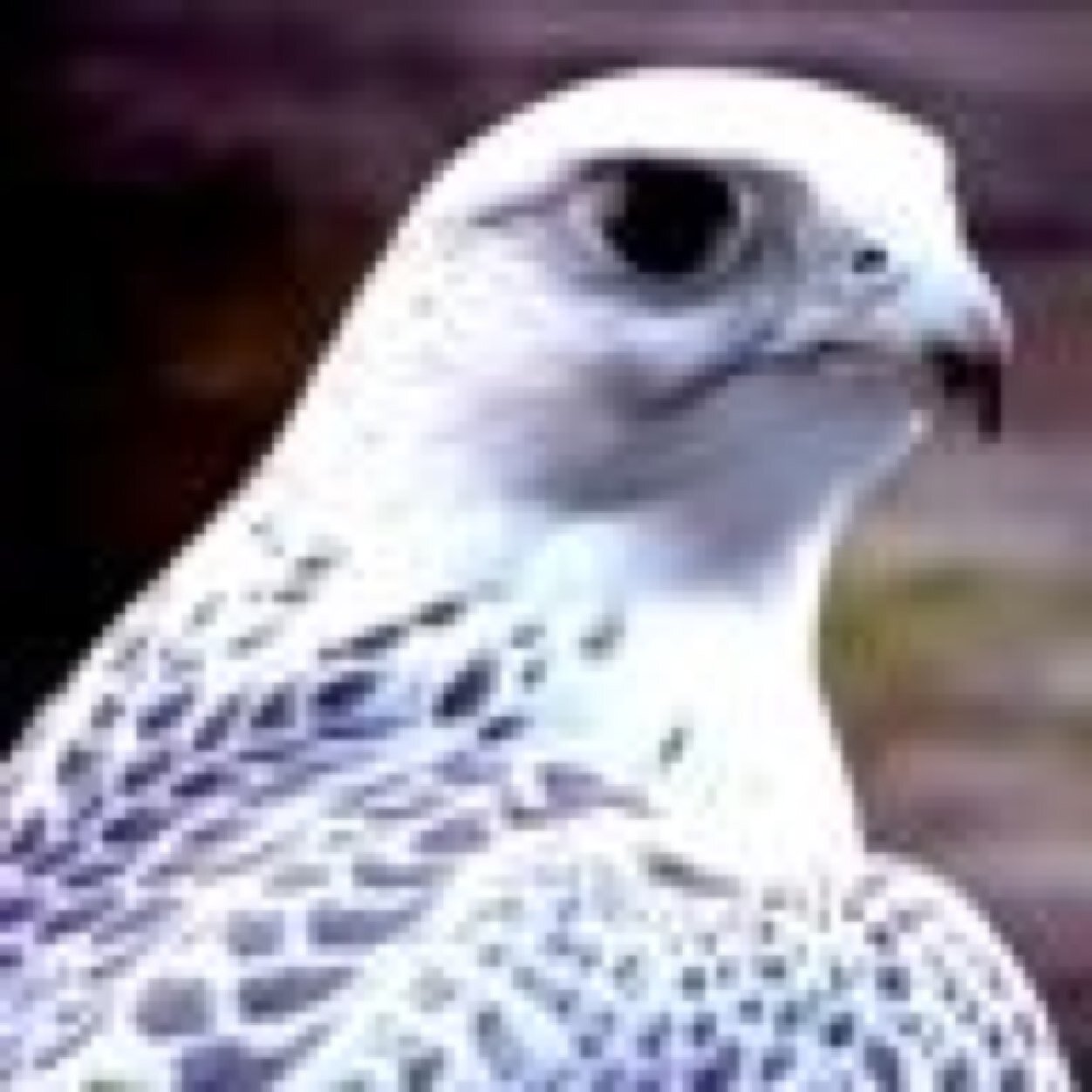 kloood5002's profile picture. 