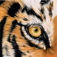 Grovedale Tigers (@grovedaletigers) 's Twitter Profile