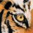 GrovedaleTigers's profile image