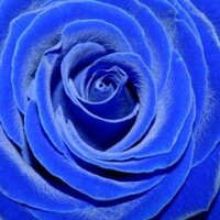 Blue_Romance (@blue_romance2) 's Twitter Profile