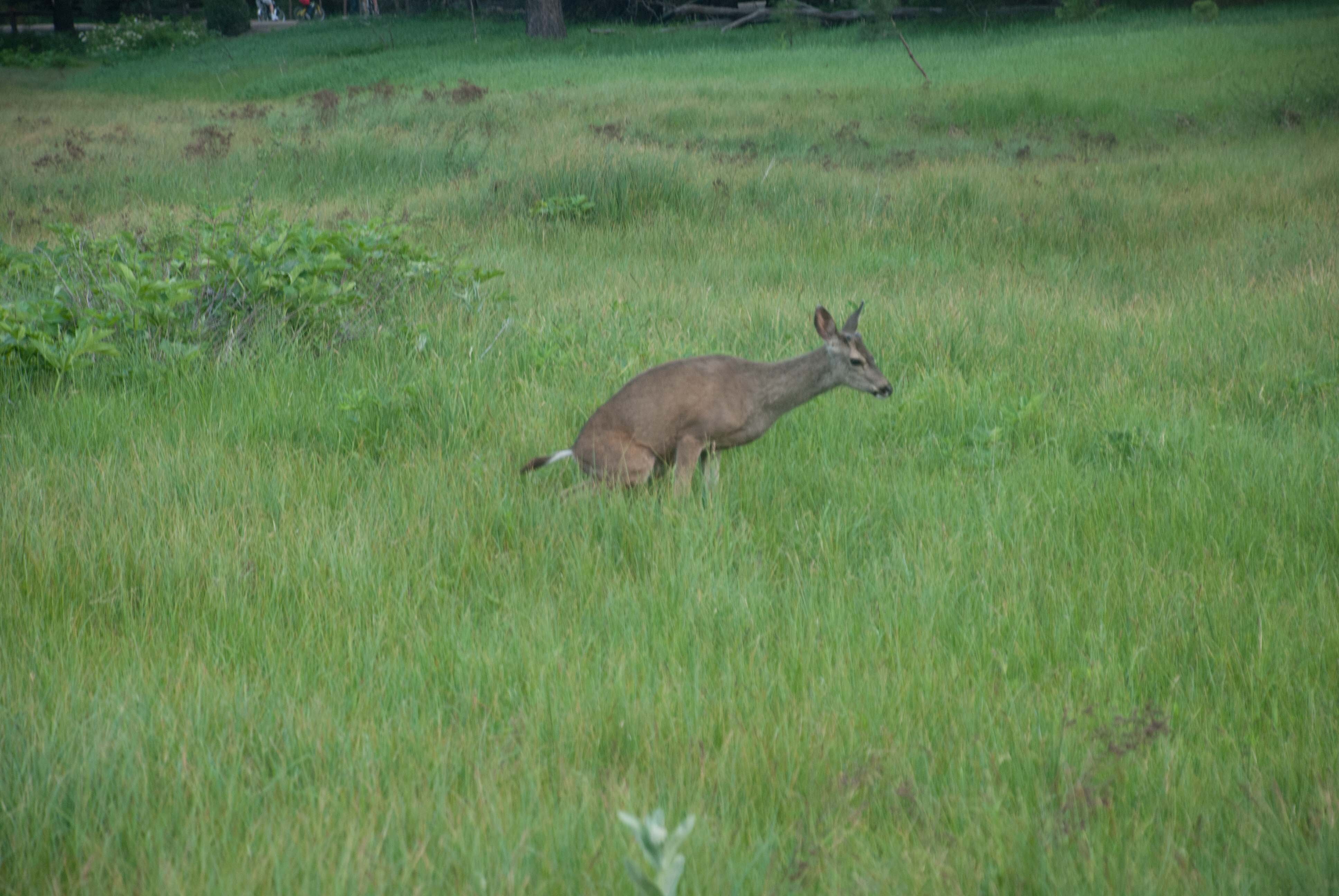 Photographer of many things, and one of the proud people to have proof that wildlife do shit in the woods