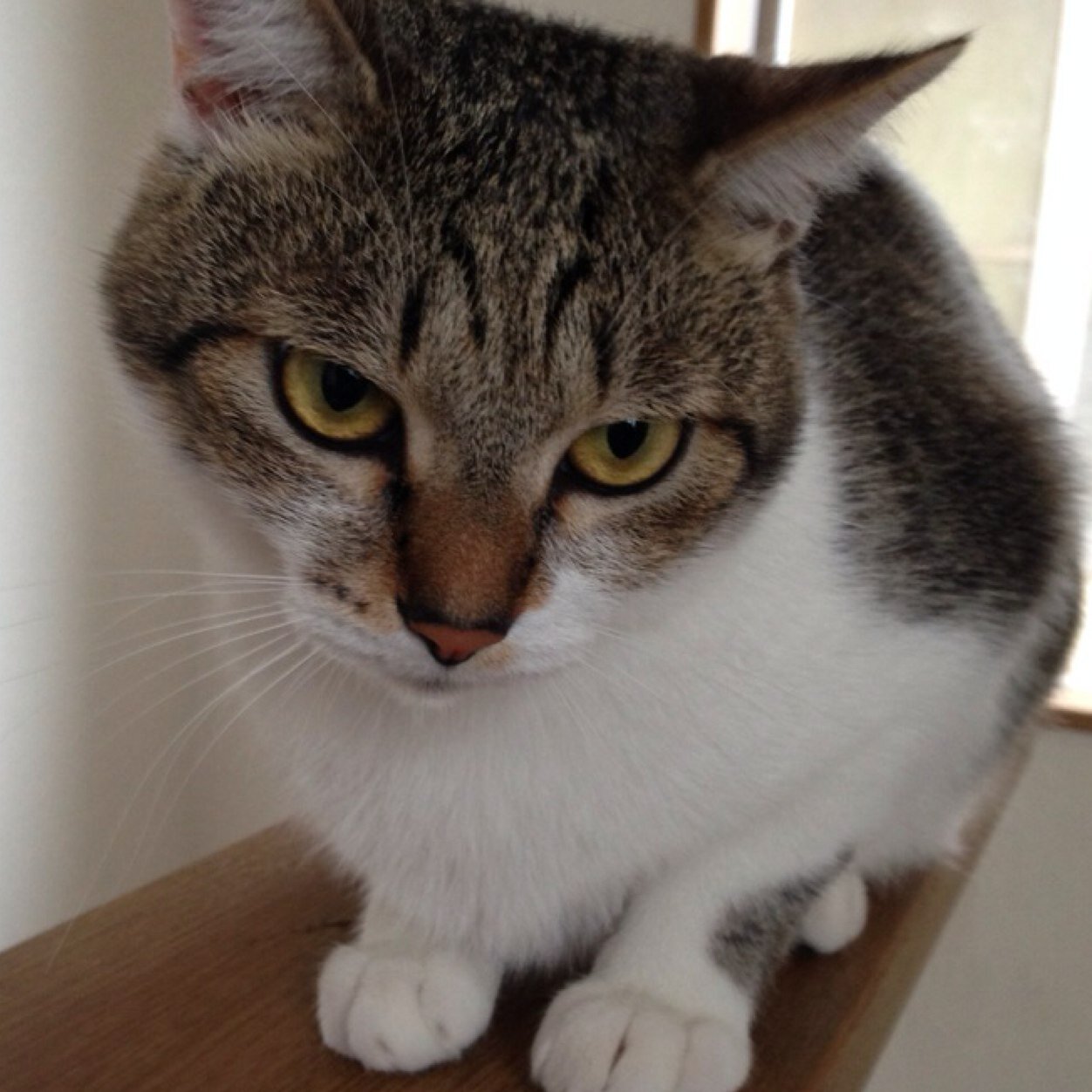 いろいろなジャンルの本に出会いたいです 。(´∀｀)                  本と猫に囲まれた毎日です。