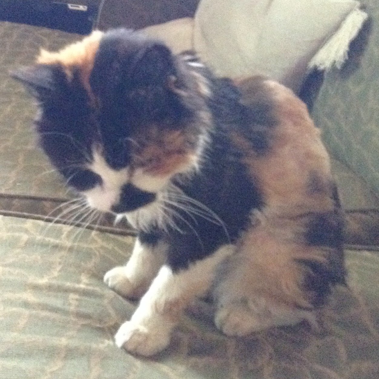 Thank you for loving us everyday, and always putting a smile on our face. You will always have a special place in our hearts. RIP Gremlin. We miss and love you.