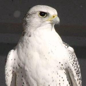 pblbpc's profile picture. Raptologist.