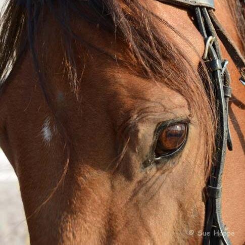 Horse riding school in the heart of Dubai City