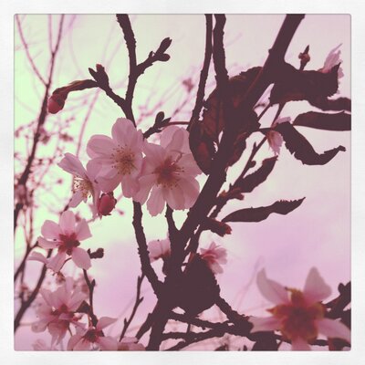英