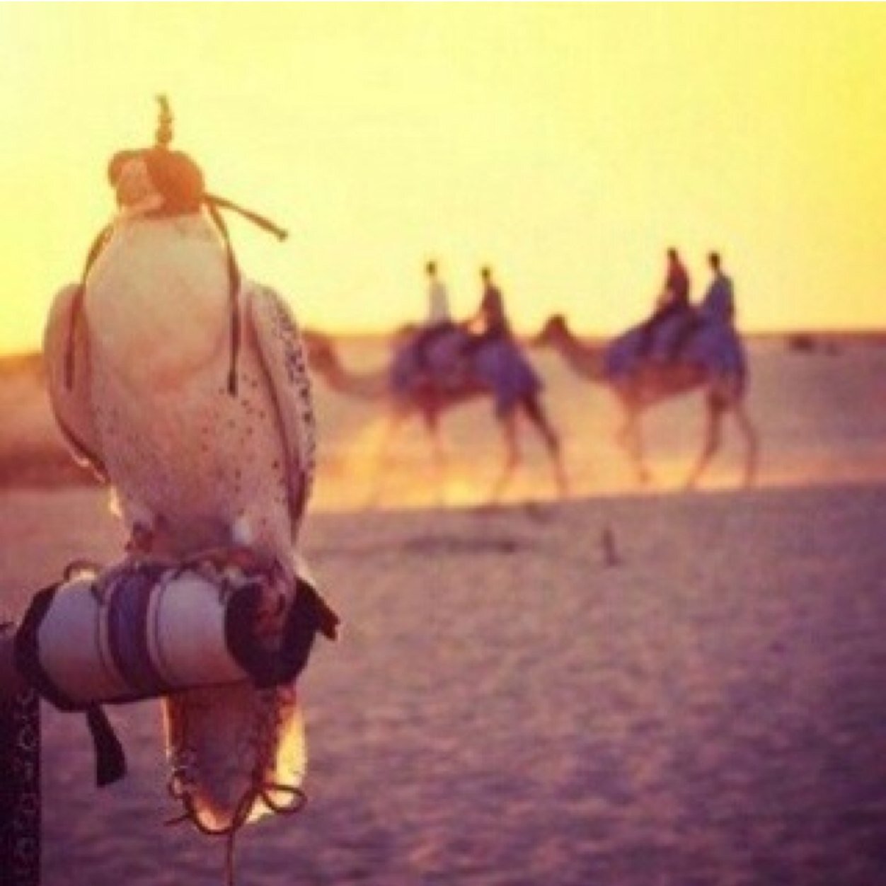 Algesayed_q8's profile picture. 