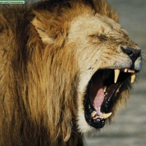 aa_1santos's profile picture. KASE.O . ANIMALES EN GENERAL.