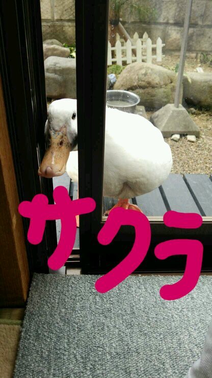 アロマ