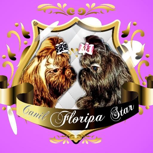 Canil floripa star :criação especializada na raça shih-tzu a 12 anos ,Amo o meu trabalho é tudo pra mim e minha familia e a minha vida