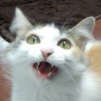 きる (@hiro_kill) 's Twitter Profile