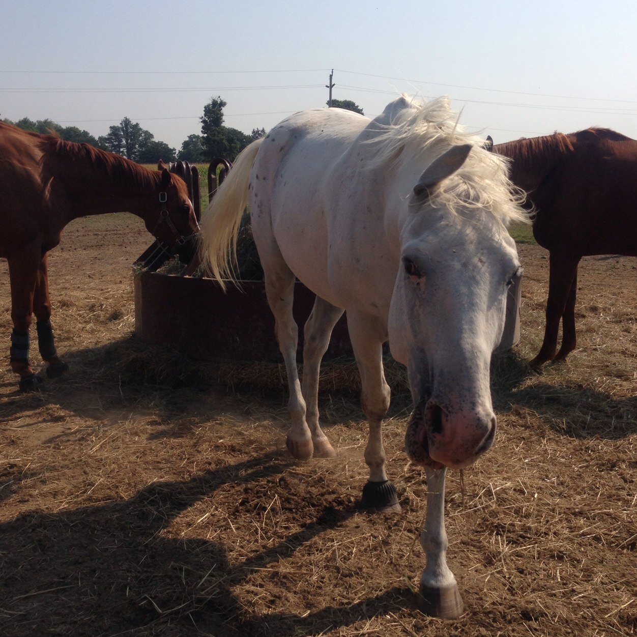ClassyAppaloosa's profile picture. ass up, heels down, game on.
